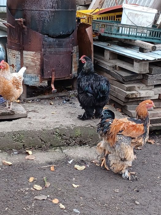 Vand cocoși 90 bucata