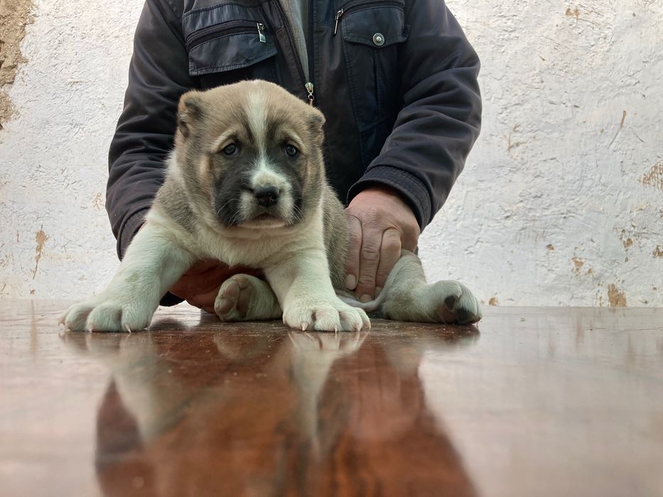 Щенок алабая ( мальчик ) супер гигант