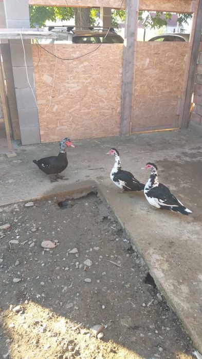 Vand trei rate si un ratoi