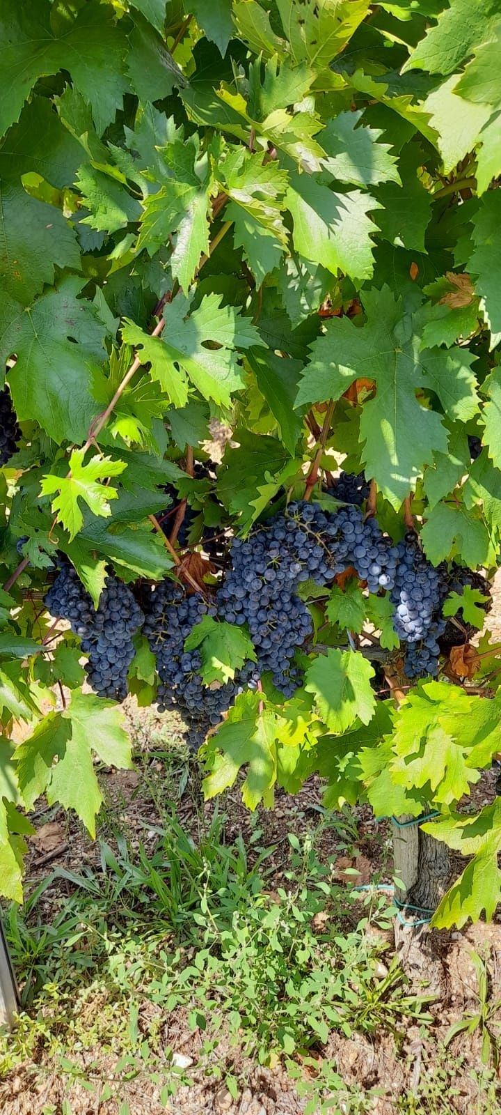 Vand struguri pt vin din soiurile feteasca regala și sangiovese