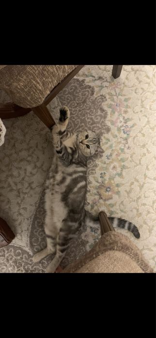 Отдам шотландку в добрые руки!