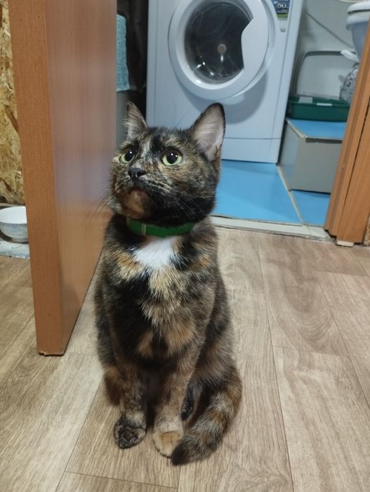 Кошечка -мышеловка