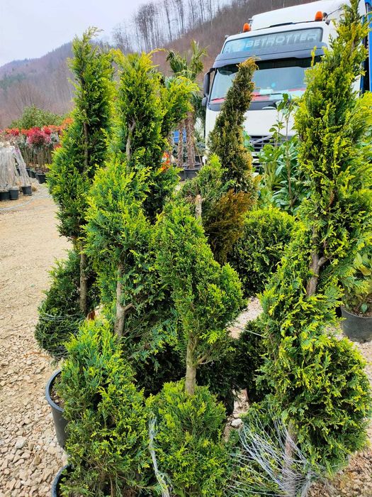 Vand Spirala Leylandii