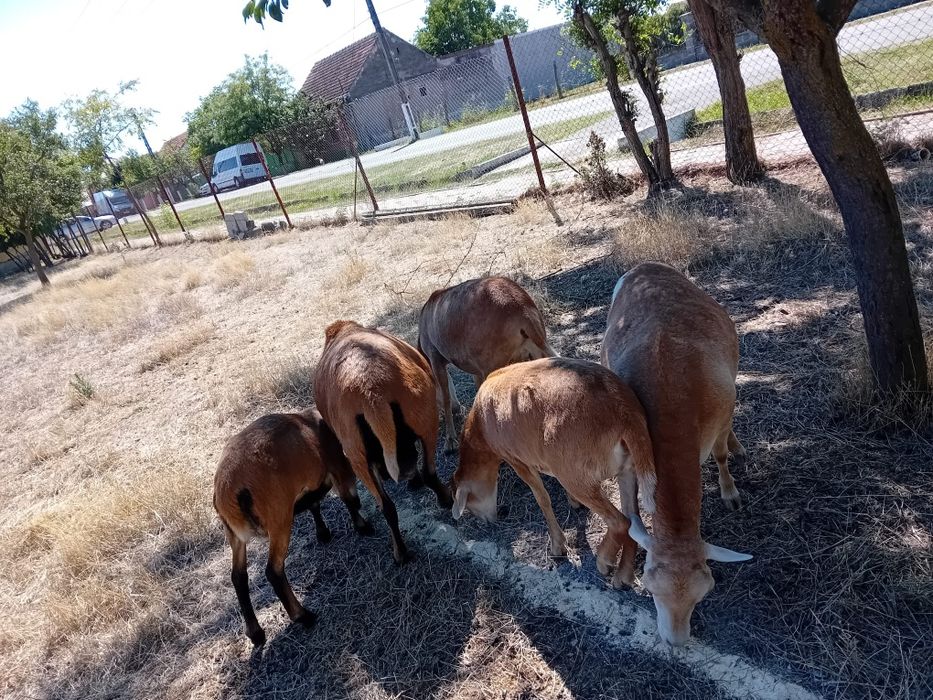 Vând oi de camerun 3 oițe și un berbec oile sunt gestante