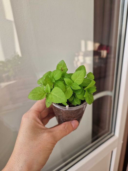 Колеусы черенки, разные