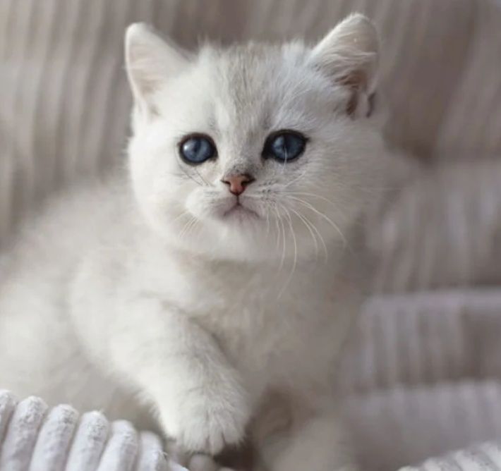 Котята Шиншилла Золото и серебро