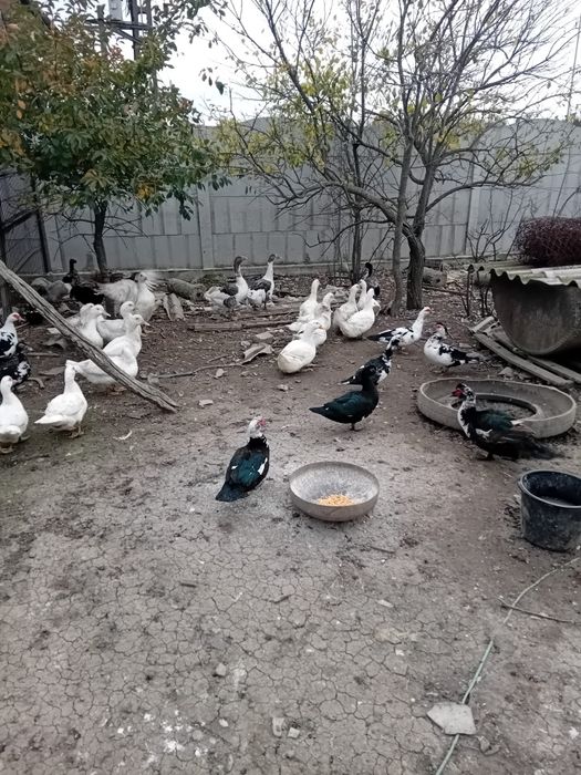 Vând păsări și iepuri