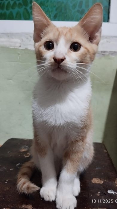 Отдам в добрые руки милых котят!