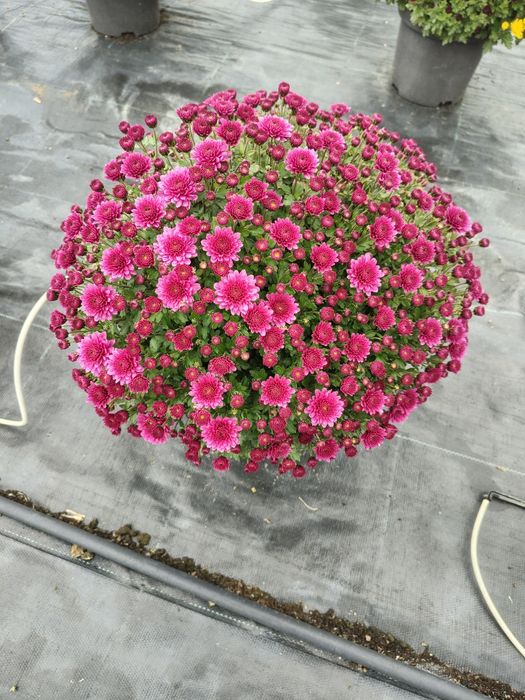 Crizanteme la ghiveci