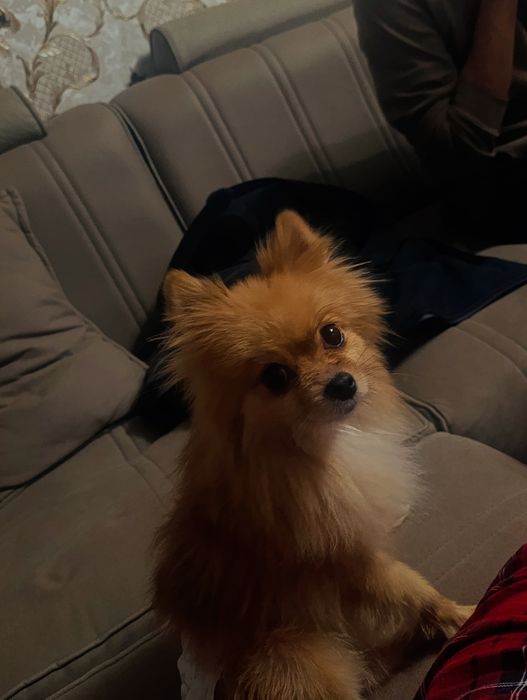 Kuchuk  soru  pomeranion