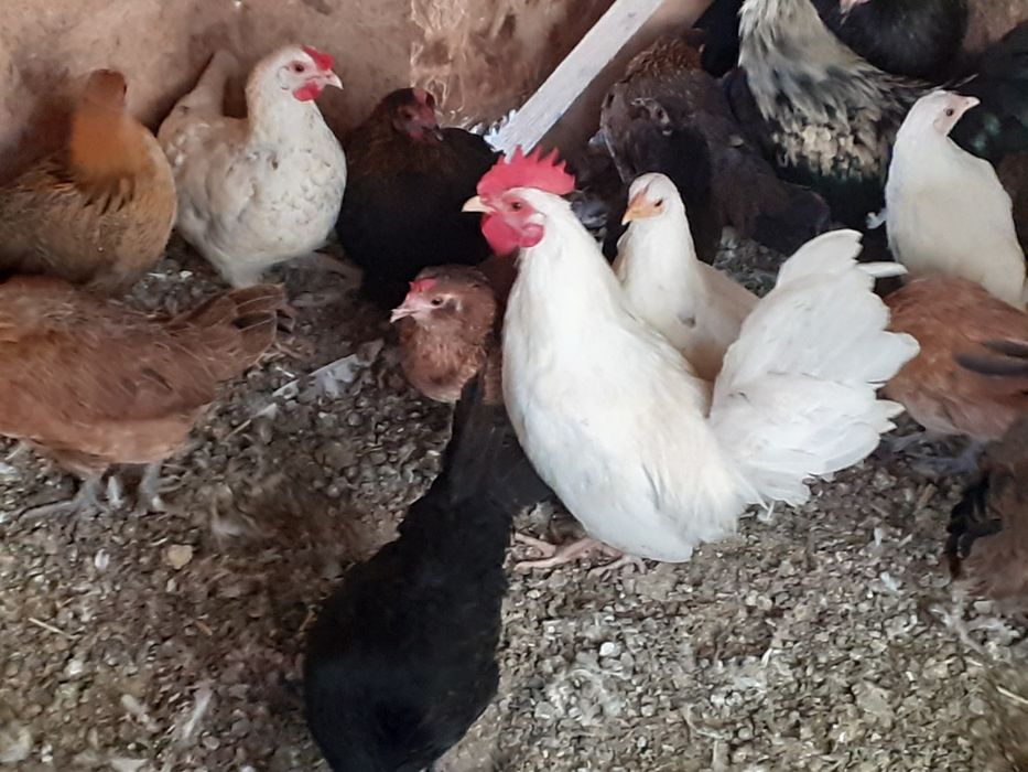 Vând famili de găini pitice cu una sau mai multe puicute