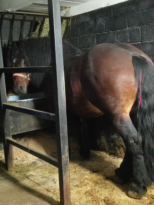 De vânzare armăsar