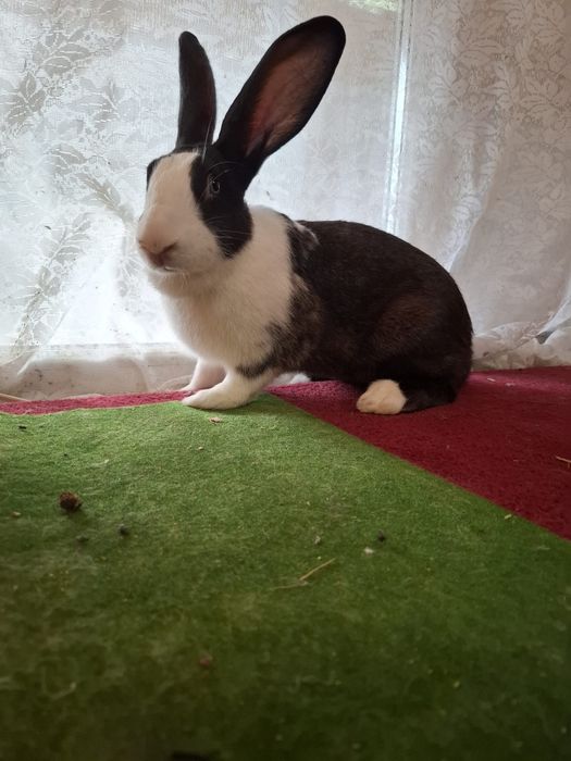 Iepuri de vânzare hycole francez