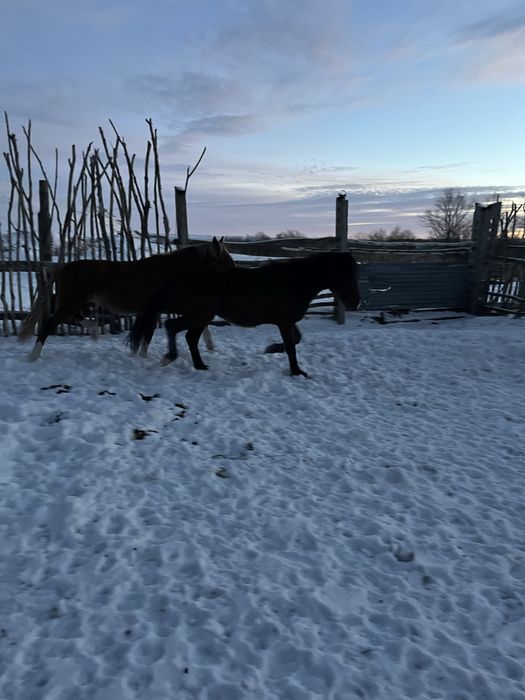 Тай. Тайлар. Жеребчики. Жеребцы