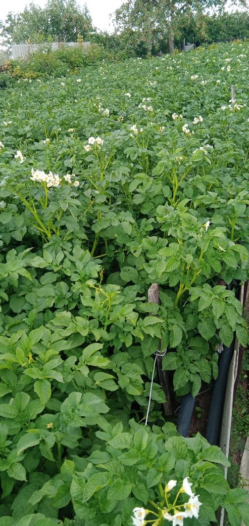 Продаю дачу после сбора урожая