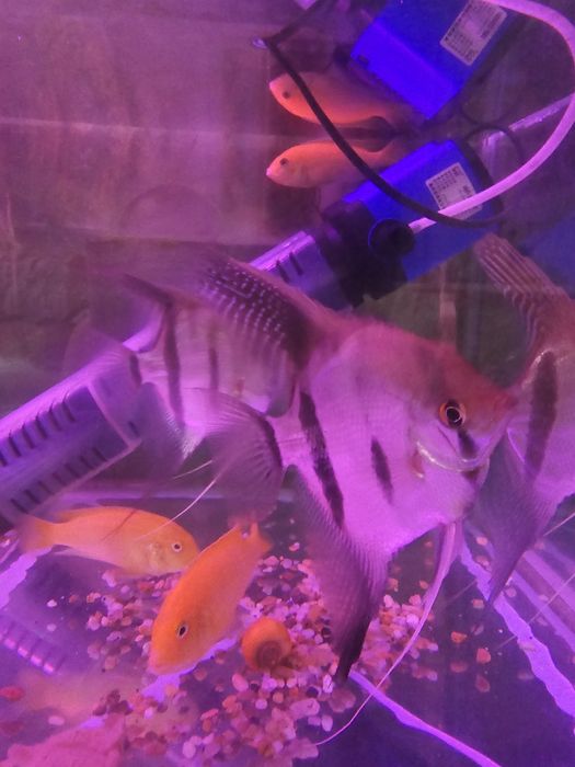 Манакапуру скалярия