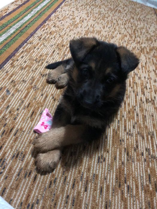 Женска Немска Овчарка на 2 месеца