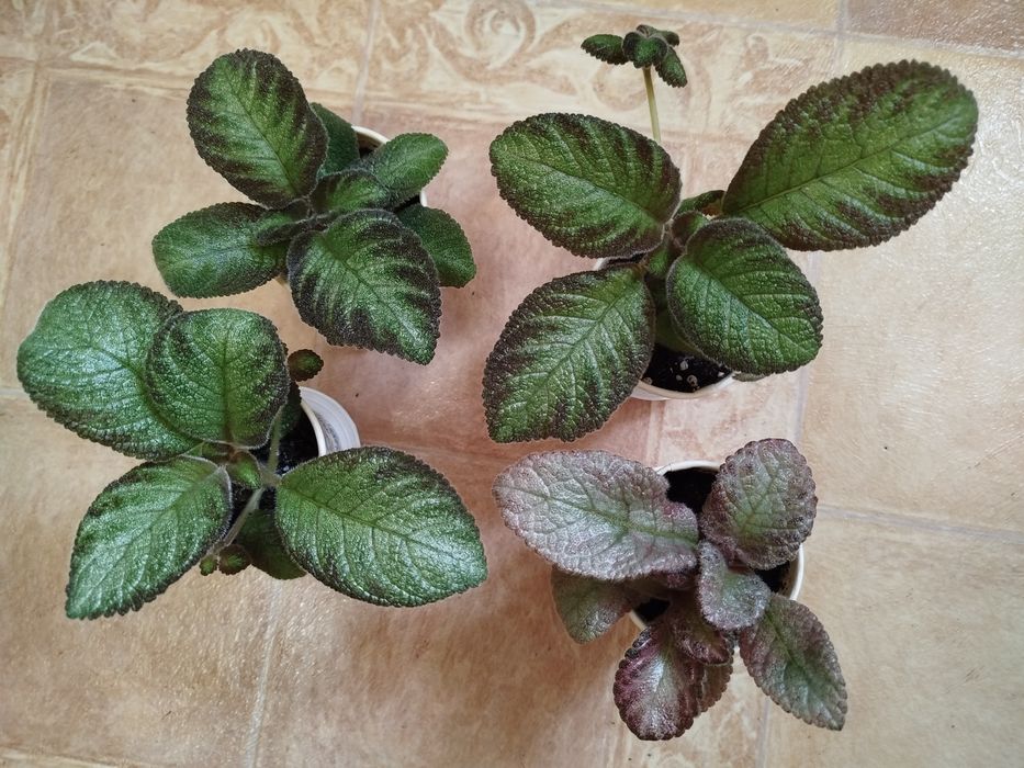 Эписция/комнатные растения