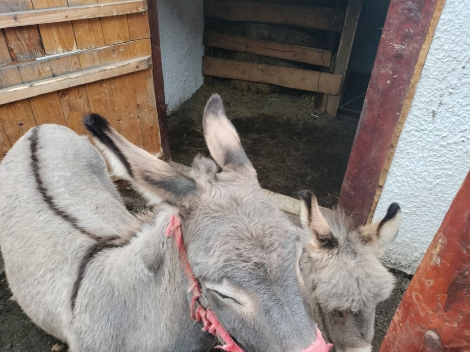 Măgărița cu pui de doua luni