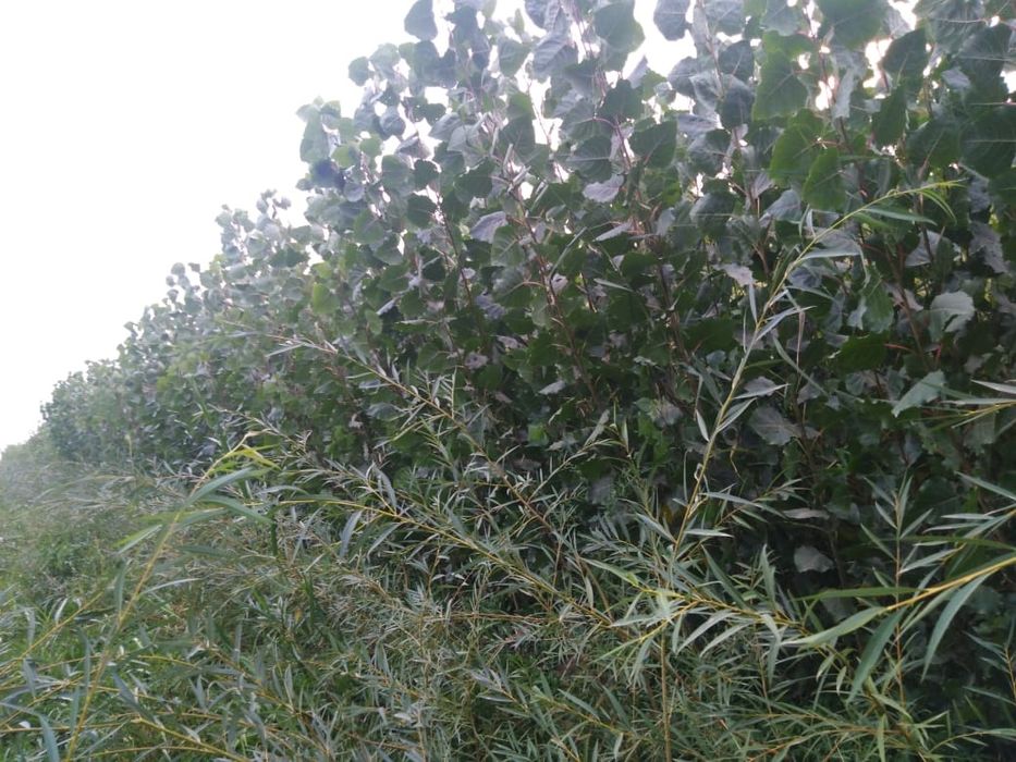 Саженцы клен,катальпа,акация,липа