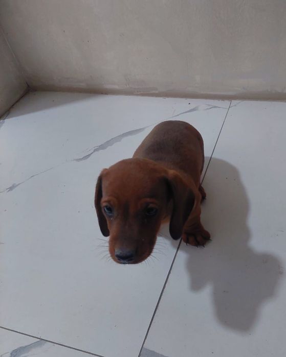 Продаём щенка Таксы