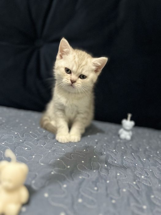 Fetiță British Shorthair