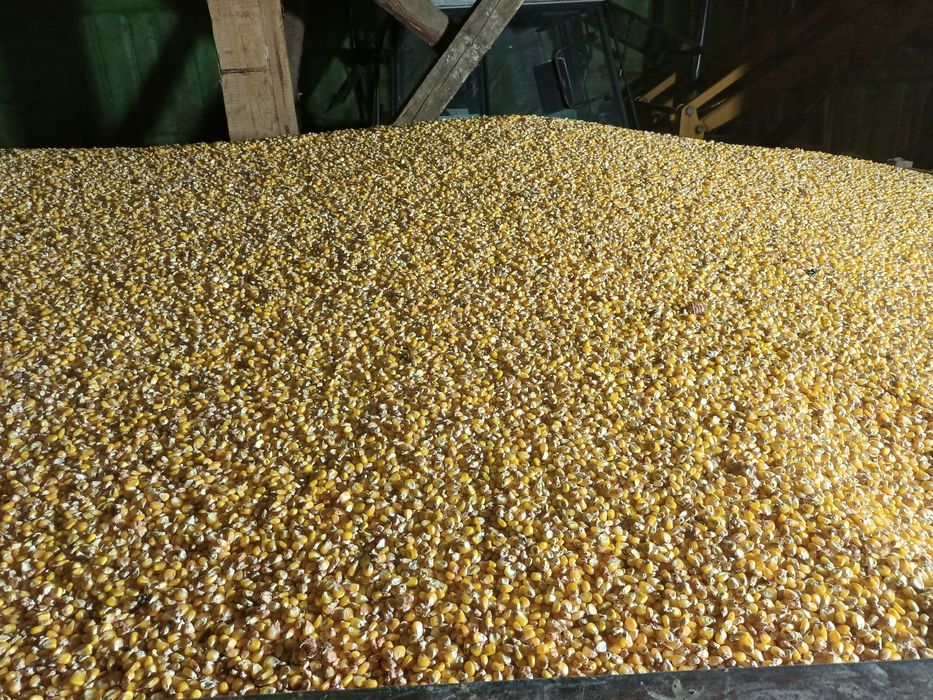 Porumb boabe ambalat in saci