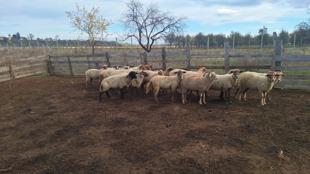 Oi tigaie de vanzare