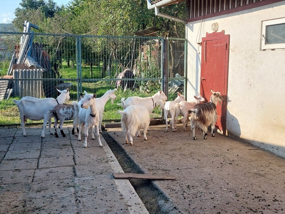 Capre cu lapte și fără de doi ani
