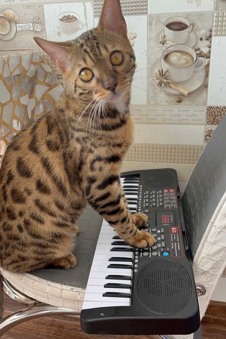 Продам бенгальского котенка (1 год)