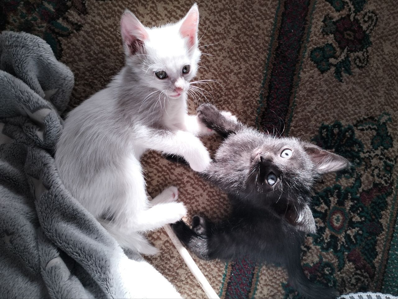 Котята бесплатно