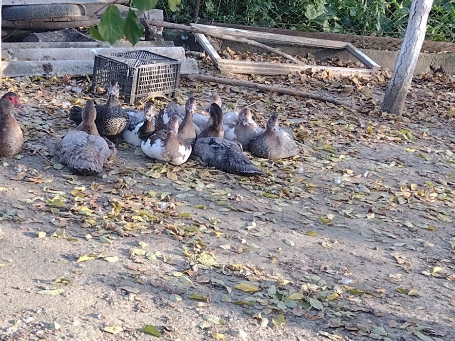 Vind rațe marele albastru și ciocolatiu