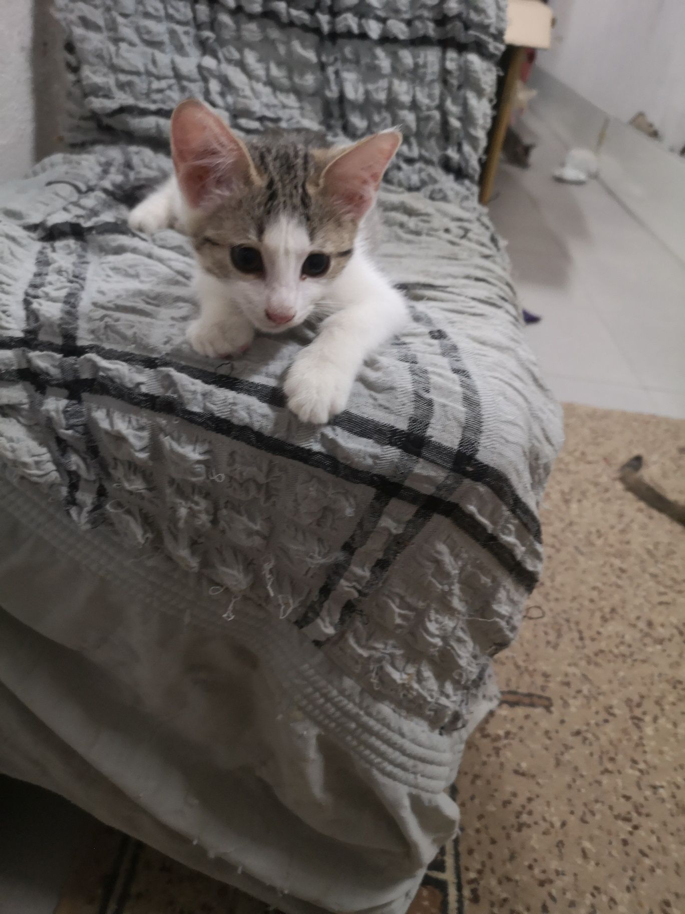Котята на пристройство