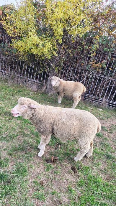 Vând 2 mieluțe merinos