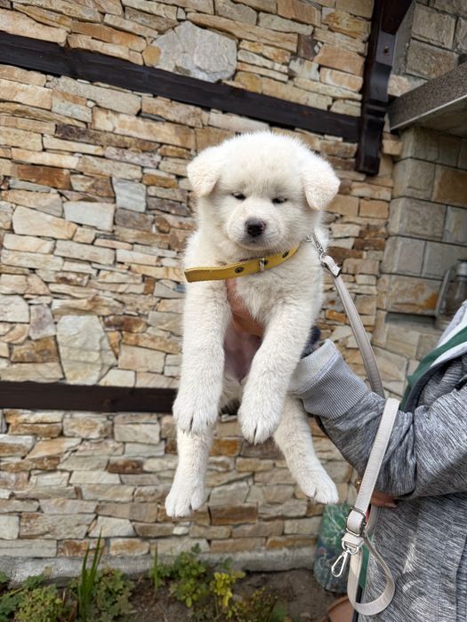 Акита ину кученца