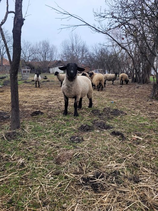 Berbec suffolk! Cu certificat!