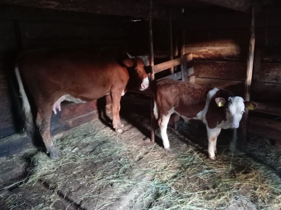 Vand vaca de 6 ani cu vitel