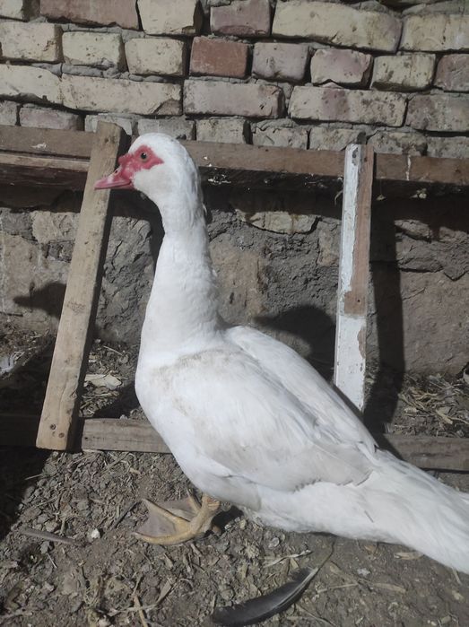 Индаутка сотилади