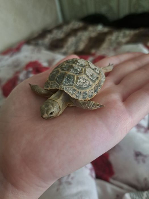 Аюка сухопутная черепаха маленькая