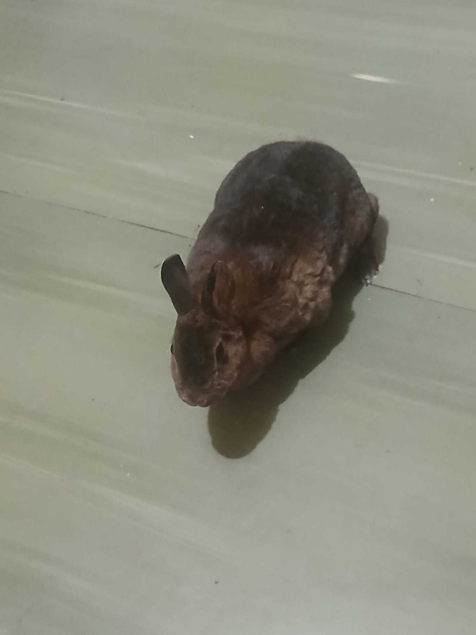 Iepure pitic Castor Rex femela blanda ,cuminte, dresata la litiera
