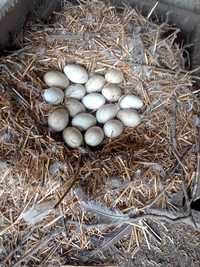 Яйца от гъски за люпене