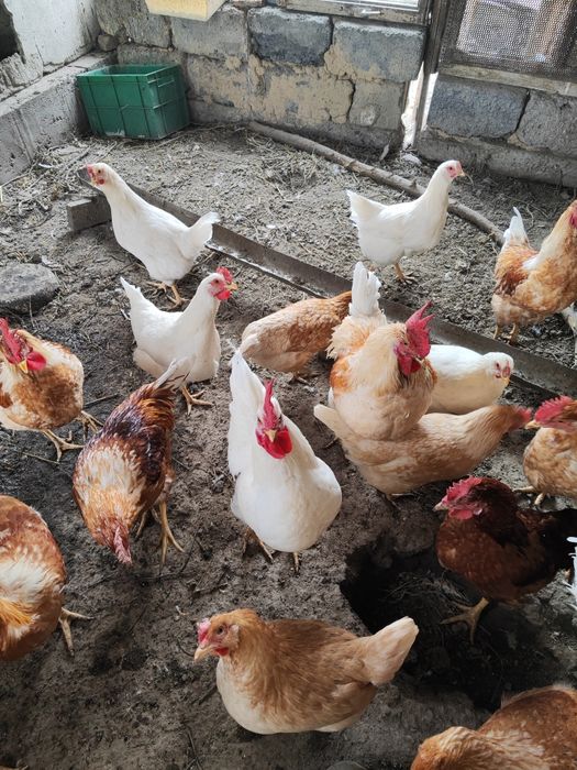 Продаем петухов  шаверы