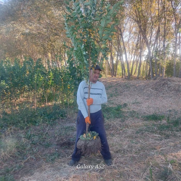 Yashil makon loyihasi uchun turli xil mevali manzarali daraxtlar bor