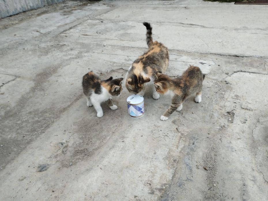 Нежная трёхцветная девочка ищет дом