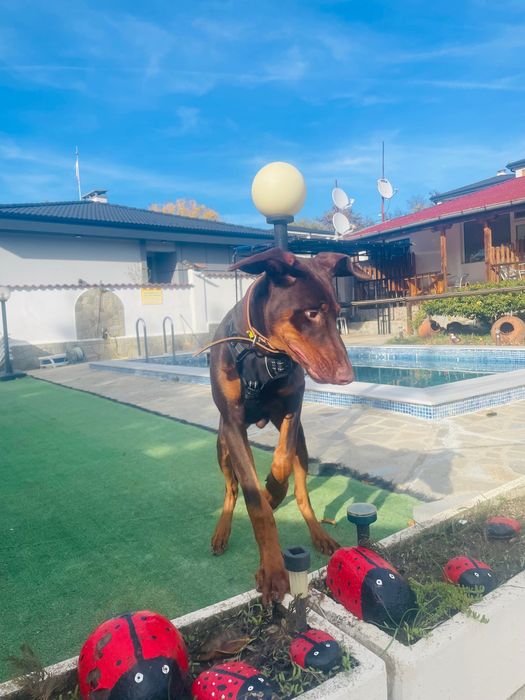 Доберман на 6 месеца