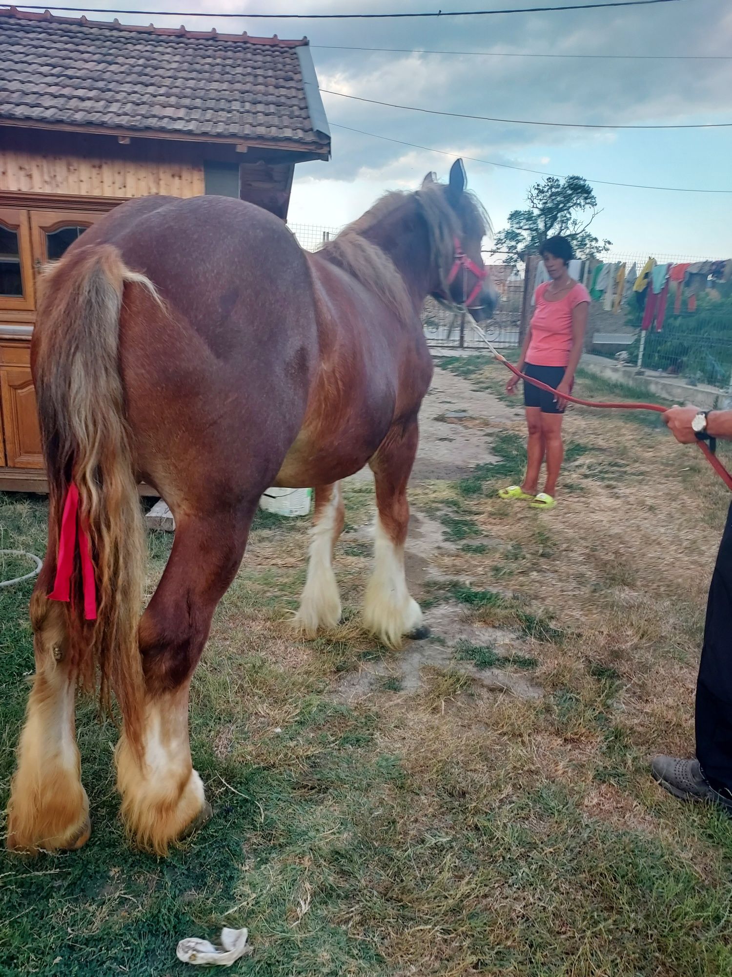 Vând manza de 10 luni
