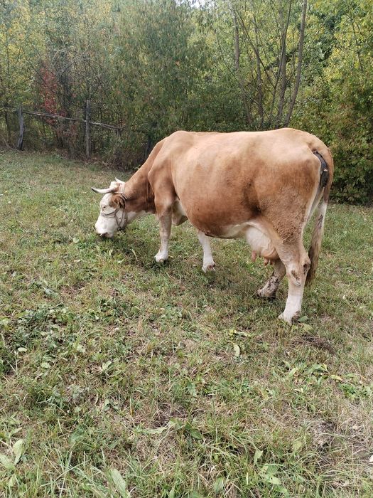 Vacă bălțată de vânzare