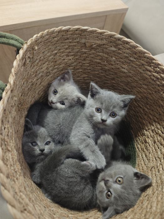 Британски котенца