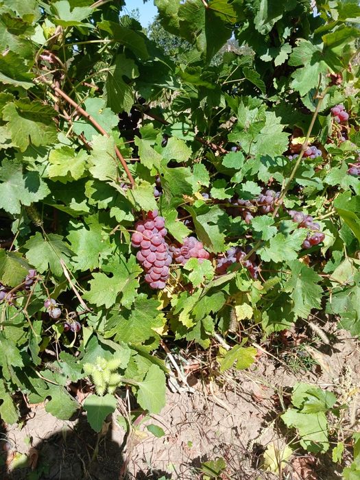Struguri de vin producție 2025