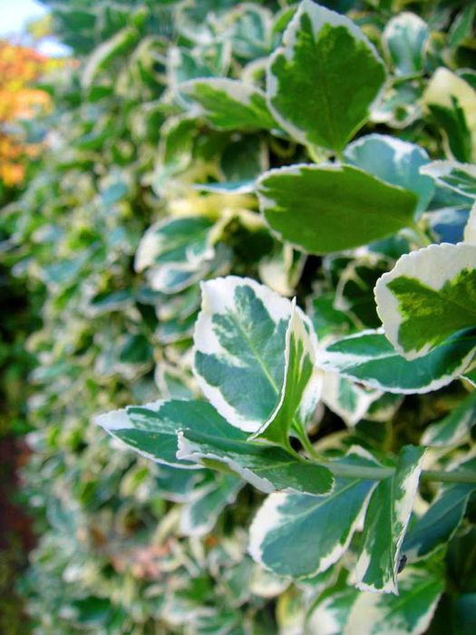 Радиканс - 3 вида вечнозелен жив плет (ПРОМО: 1,10 лв.–0,80 лв.)